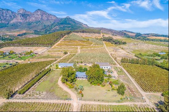 Rural Stellenbosch lifestyle farm with wine and olive impression