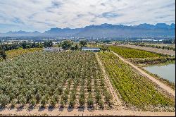 Rural Stellenbosch lifestyle farm with wine and olive impression