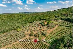 WINE AND OIL ESTATE FOR SALE IN TUSCANY, VALDARNO