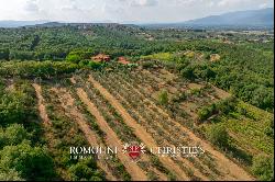 WINE AND OIL ESTATE FOR SALE IN TUSCANY, VALDARNO