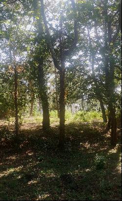 Wooded plot 200 metres from the beach