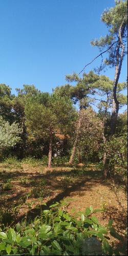 Wooded plot 200 metres from the beach