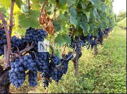 Magnificent family vineyard estate near Saint-Émilion