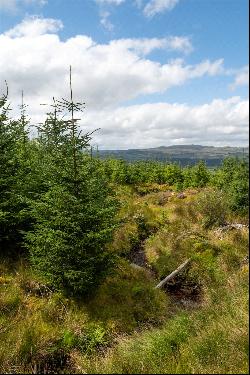 St. Catherines Forest, Cairndow, Cowal Peninsula, Argyll & Bute, PA25 8BB