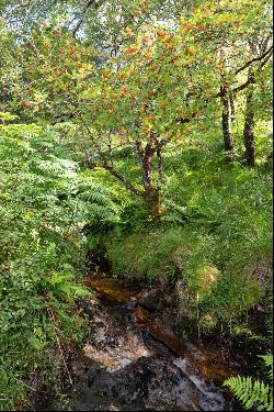 St. Catherines Forest, Cairndow, Cowal Peninsula, Argyll & Bute, PA25 8BB