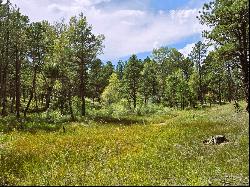 40 Acres in Black Forest!