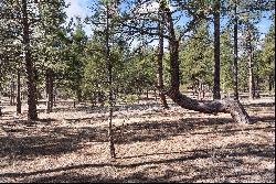 40 Acres in Black Forest!