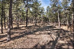 40 Acres in Black Forest!