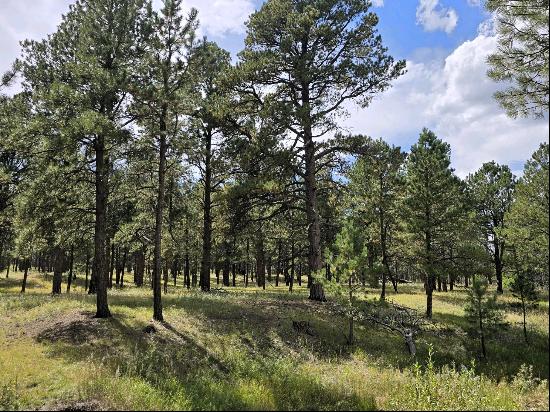 40 Acres in Black Forest!