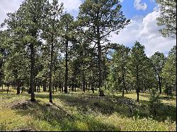 40 Acres in Black Forest!