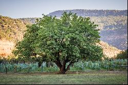 Southwestern Paradise Amidst Vineyards and Creek Frontage