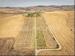 Spectacular unfinished property in Val d'Orcia