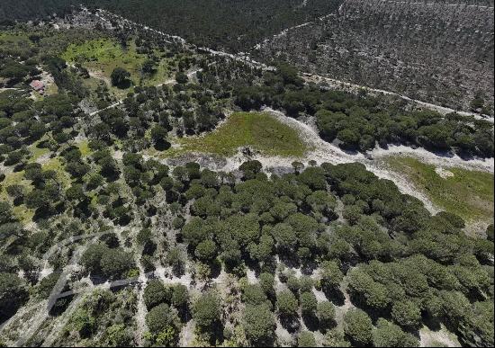 Magnificent plot with project, 2ha, Nature , Pine trees, Privacy, Melides, Comporta