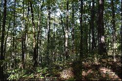 32.98 Ac Zion Hill Road, Ellijay GA 30540