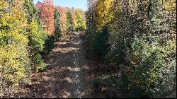 50 Acres along Bird Lane, Pine Twp/Heilwood PA 15957