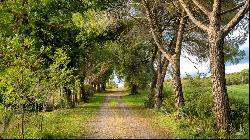 Casale with vineyard and olive grove, Siena - Tuscany