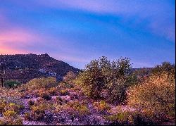 Gambel Quail 52