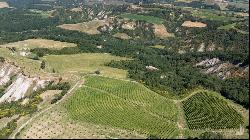 Il Convento with truffle, vineyards and olive grove Siena – Toscana