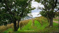 Wine estate for sale in the Demarcated Region, Douro Valley, Portugal