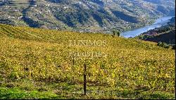 Wine estate for sale in the Demarcated Region, Douro Valley, Portugal