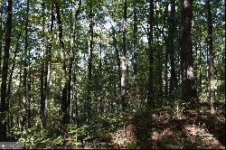 32.98 ACRES Zion Hill Road, Ellijay GA 30540