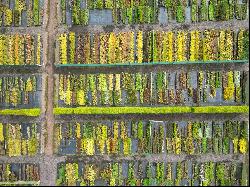 Macplants Berrybank Nursery, 5 Boggs Holdngs, Pencaitland, East Lothian, EH34 5BA