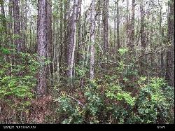 Lot 35 Lewis Lane, Townsend GA 31331