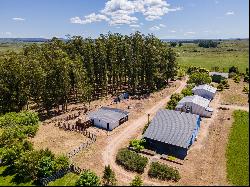 Farm with olive grove in Garzon.