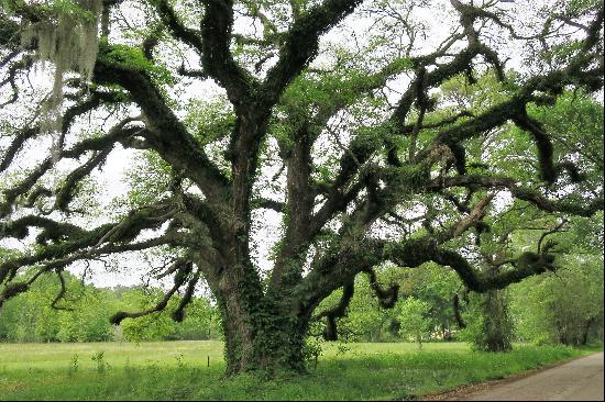 Copal Street, Mandeville, LA 70448