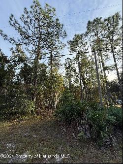 Long Lake Avenue, Weeki Wachee FL 34613