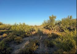 Gambel Quail 6