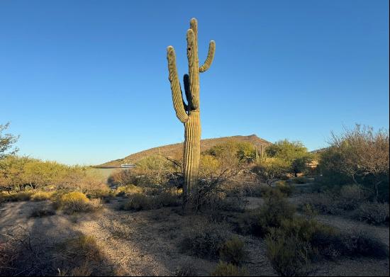 Gambel Quail 6