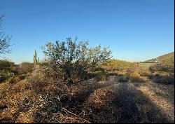 Gambel Quail 6