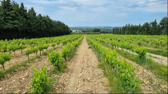 VINEYARD Avignon