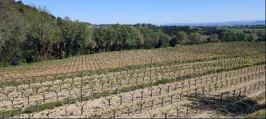 VINEYARD PONT ST ESPRIT