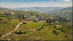 Vineyard with stunning views to Douro River, Vila Marim, Portugal