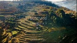 Vineyard in Douro Valley for sale, in Penajoia, Lamego, North of Portugal