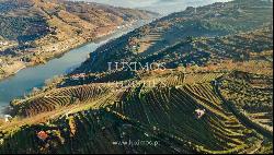 Vineyard in Douro Valley for sale, in Penajoia, Lamego, North of Portugal