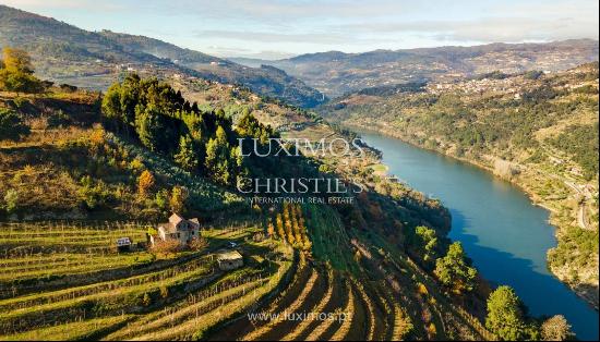 Vineyard in Douro Valley for sale, in Penajoia, Lamego, North of Portugal