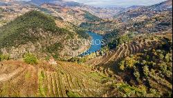 Vineyard in Douro Valley for sale, in Penajoia, Lamego, North of Portugal