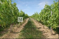 Lovely vineyard estate for sale set up on 11 ha with 3 ha of vine.