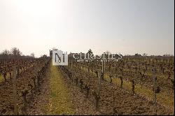 Lovely vineyard estate for sale set up on 11 ha with 3 ha of vine.