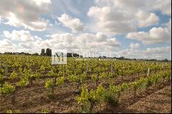 For sale character vineyard estate of 28 ha in one block