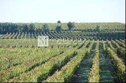 Beautiful vineyard estate for sale of about 31,5ha in the Saint-Emilionnais region