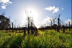 Vineyard estate for sale  - 10 ha of vines in one single block