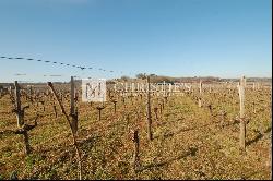 Vineyard estate for sale  - 10 ha of vines in one single block