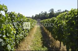 Vineyard estate for sale  - 10 ha of vines in one single block