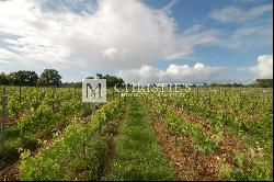 For sale organic vineyard in AOC Pécharmant and Rosette