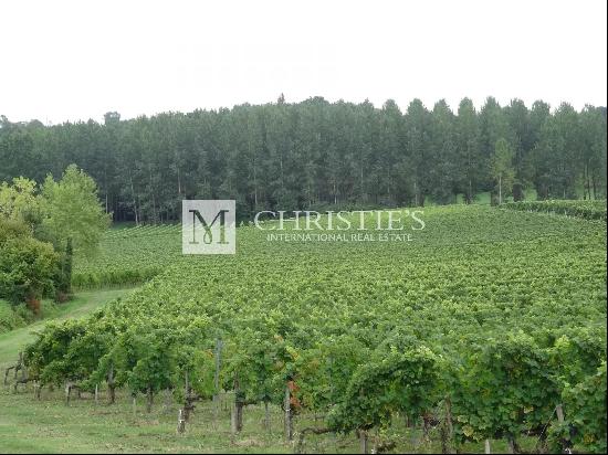 For sale vineyard estate of 14 ha almost in one piece in the heart of the AOC Cotes de Bo