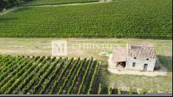 For sale beautiful 18-ha vinyard estate in a dominant position overlooking the vineyard v